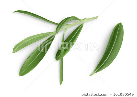 Olive green leaves isolated on white background. Top view. Flat lay Olive green leaves isolated on white background. Top view. Flat lay 101090549