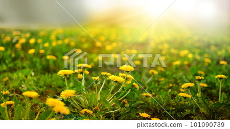 Green field with yellow dandelions on a sunny day 101090789