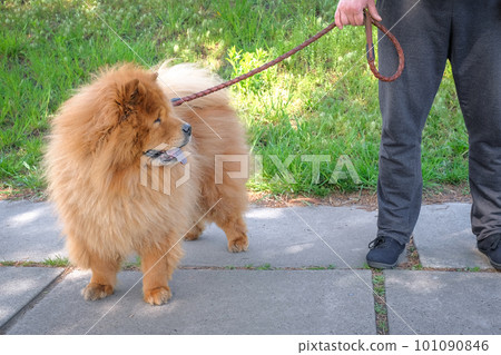 Chow Chow dog for a walk in a city park. Lifestyle Chow Chow dog for a walk in a city park. Lifestyle 101090846