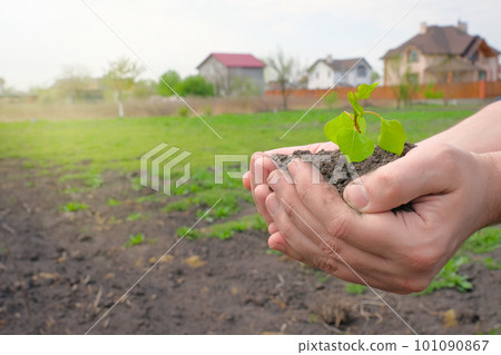 Young plant in the hands of a farmer in the background of the garden. Garden work on unpaved ground 101090867