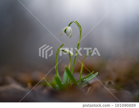 A blooming snowdrop on a rainy spring morning in a wild forest 101090889