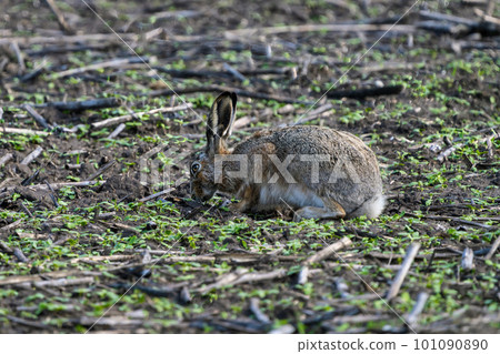 A European hare sits on a spring agricultural field with the remains of last year's harvest in search of food close-up 101090890
