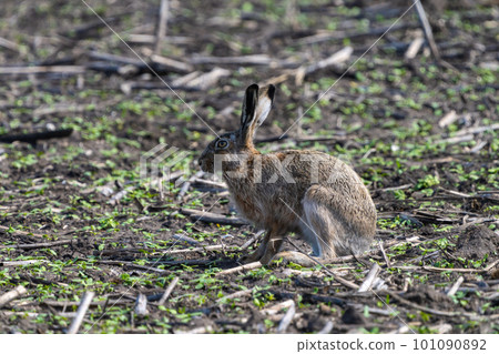A European hare sits on a spring agricultural field with the remains of last year's harvest in search of food close-up 101090892