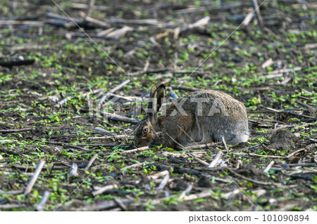 A European hare sits on a spring agricultural field with the remains of last year's harvest in search of food close-up 101090894
