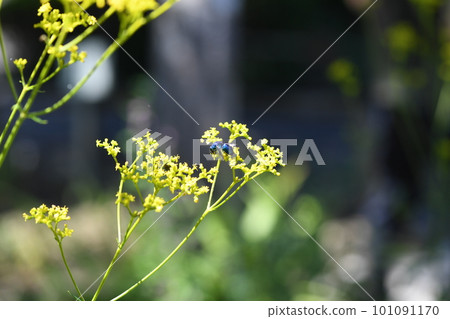 Bonus fish 101091170