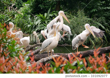 Wild pelican in singapore zoo . 101092077