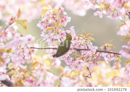 White-eye perched on a Kawazu cherry tree 101092276
