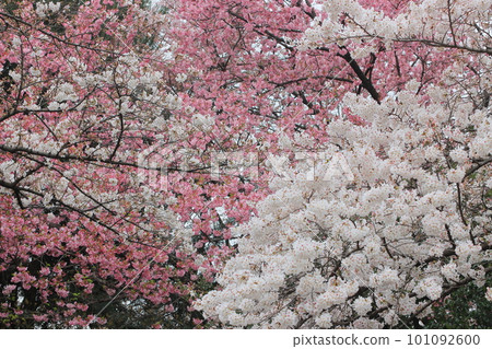 Cherry blossoms in full bloom Soft cherry blossoms Cherry blossoms in full bloom Soft cherry blossoms 101092600