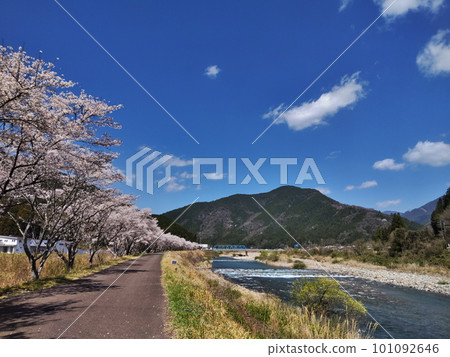 沿河盛開的櫻花1 101092646