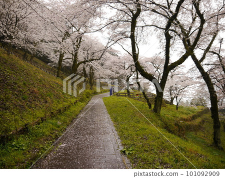 Tunnel of cherry blossoms in full bloom (Lake Tsukui Shiroyama Park Flower Park) Tunnel of cherry blossoms in full bloom (Lake Tsukui Shiroyama Park Flower Park) 101092909