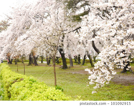 Cherry Blossom Tree Campsite (Kami Oshima Campsite) 101092915