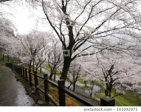 Cherry blossoms drenched in the rain (Lake Tsukui Shiroyama Park Flower Park) Cherry blossoms drenched in the rain (Lake Tsukui Shiroyama Park Flower Park) 101092971