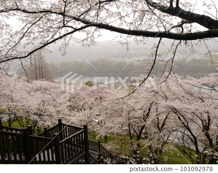 Cherry blossoms in the rain and Lake Tsukui (Lake Tsukui Shiroyama Park Flower Park) Cherry blossoms in the rain and Lake Tsukui (Lake Tsukui Shiroyama Park Flower Park) 101092978