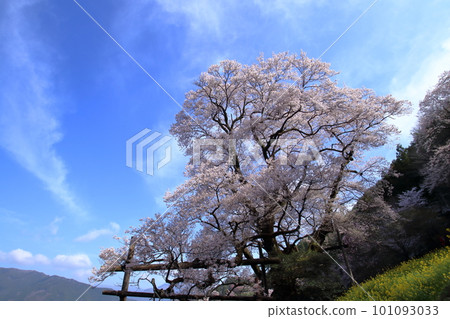 Hyotanzakura Approximately 500-year-old tree (Niyodogawa-cho, Kochi Prefecture) 101093033