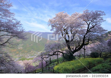 Hyotanzakura on a sunny spring day (Niyodogawa-cho, Kochi Prefecture) 101093034