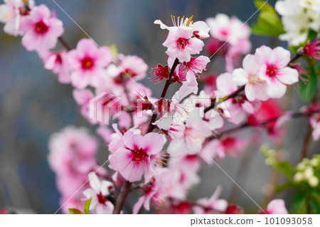 看起來像櫻花的杏花 看起來像櫻花的杏花 101093058