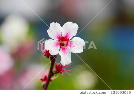 杏仁花 杏仁花 101093059