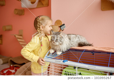 Little girl child combing thick fur of kitten spending time in animal shelter 101093267