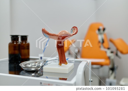 Gynecological examination kit and anatomical uterus model on table 101093281