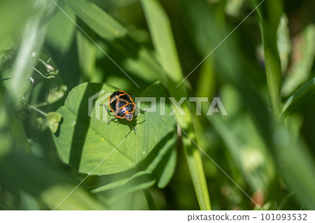 Nagagame hiding in the grass 101093532
