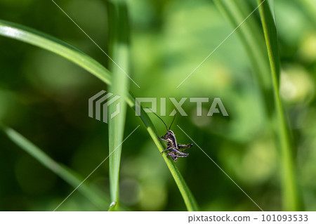 姬棲幼蟲 101093533