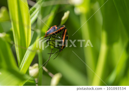 mating longhorn mating longhorn 101093534