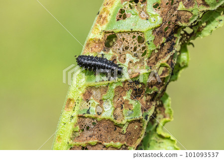 幼蟲甲蟲幼蟲 幼蟲甲蟲幼蟲 101093537