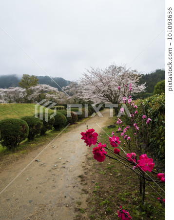 Spring road with full bloom of peach and cherry blossoms 101093636