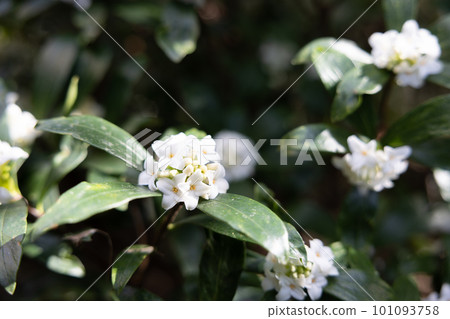 推薦用於園林樹木的白色瑞香花 101093758