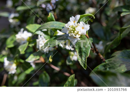 White daphne flowers recommended for garden trees White daphne flowers recommended for garden trees 101093766