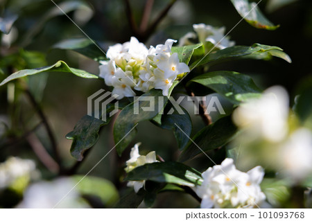 推薦用於園林樹木的白色瑞香花 101093768