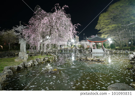 夜晚的岐阜公園中日友好花園花排 101093831