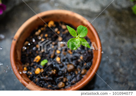 Growth process of garden balsam Growth process of garden balsam 101094077