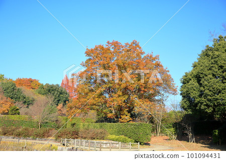 brightly colored shrubs brightly colored shrubs 101094431
