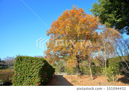 brightly colored shrubs brightly colored shrubs 101094432