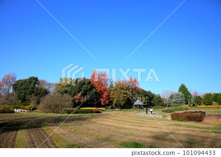 Metasequoia tree Autumn leaves Metasequoia tree Autumn leaves 101094433