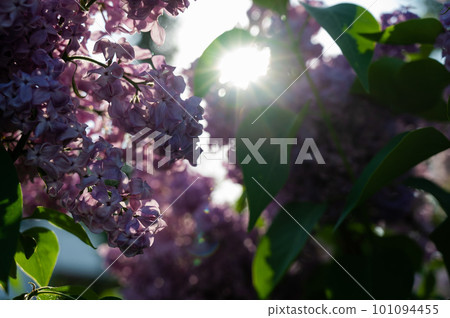 Blooming lilac in spring sunshine in spring outdoors.  101094455