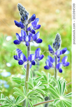 blue flower lupine blue flower lupine 101094599