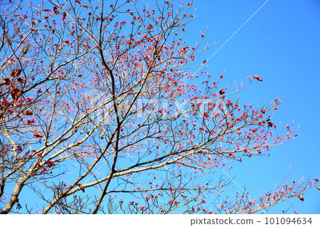 山茱萸果 山茱萸果 101094634