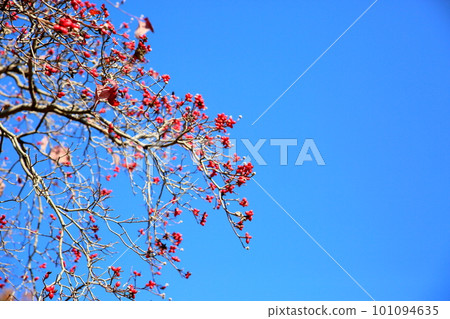 山茱萸果 山茱萸果 101094635