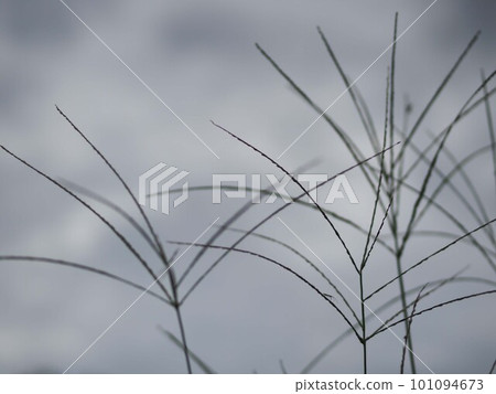 Close-up of crabgrass ears 101094673