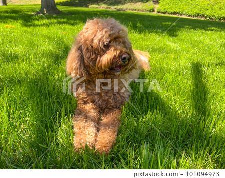 Cute Cavapoo Dog in a Park 101094973