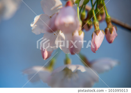 櫻花特寫荒川河床 101095013