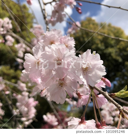 Close-up of weeping cherry blossoms in full bloom Close-up of weeping cherry blossoms in full bloom 101095246