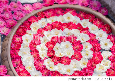 Plum water filled with plum petals in early spring 101095515