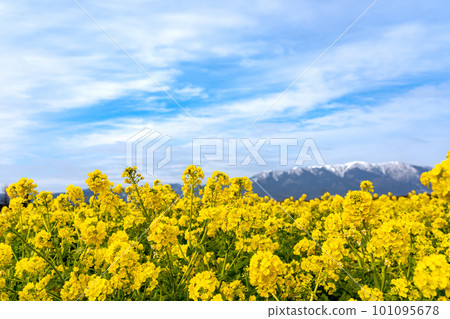 滋賀縣守山市渚公園的油菜花田和積雪的比良山 101095678