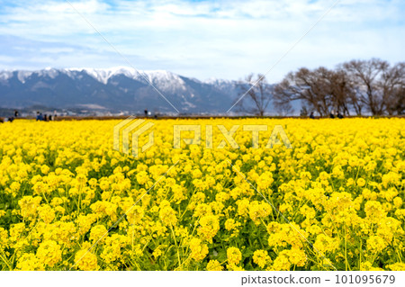 Field of rape blossoms and Mt. Hira with snow remaining in Nagisa Park in Moriyama City, Shiga Prefecture Field of rape blossoms and Mt. Hira with snow remaining in Nagisa Park in Moriyama City, Shiga Prefecture 101095679