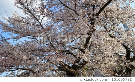 櫻花盛開 櫻花盛開 101095788