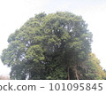 Big tree  101095845