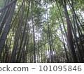 I look up at the bamboo grove 101095846